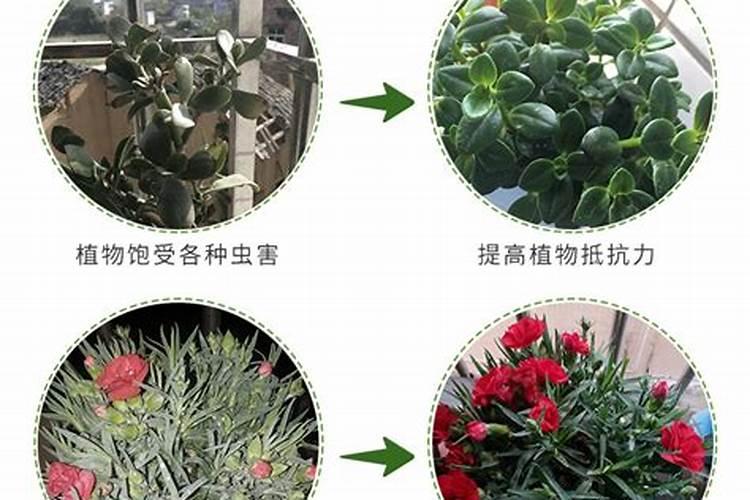月季树如何养