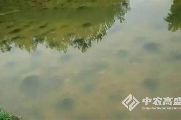 给茶树施什么肥