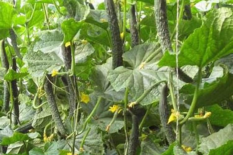 蒜苔施肥用什么肥料