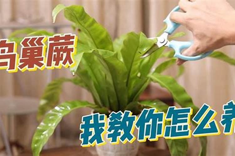 鸟巢蕨施肥方法及注意事项