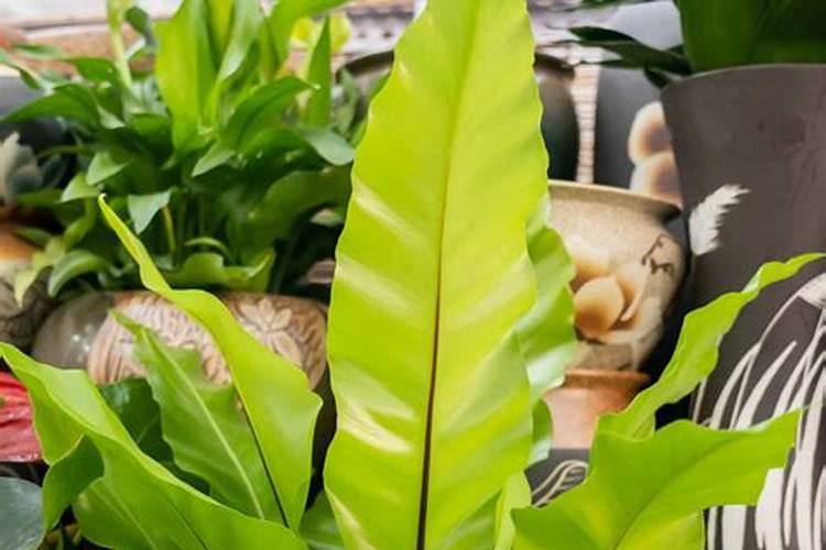 鸟巢蕨的种植养护及注意事项