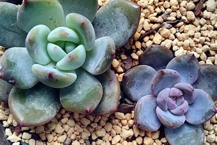 多肉植物施肥太多有点烂掉了怎么办