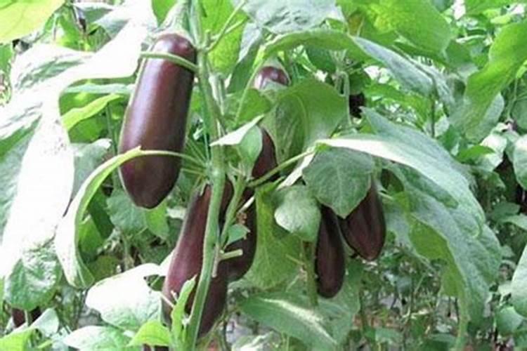 种茄子用什么肥料最好