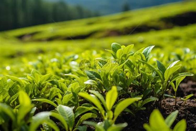 钾肥对茶树的作用
