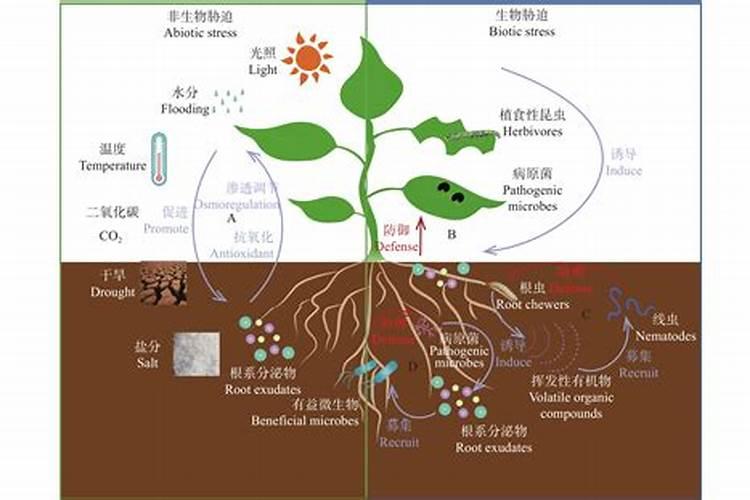 花芽分化用什么叶面肥