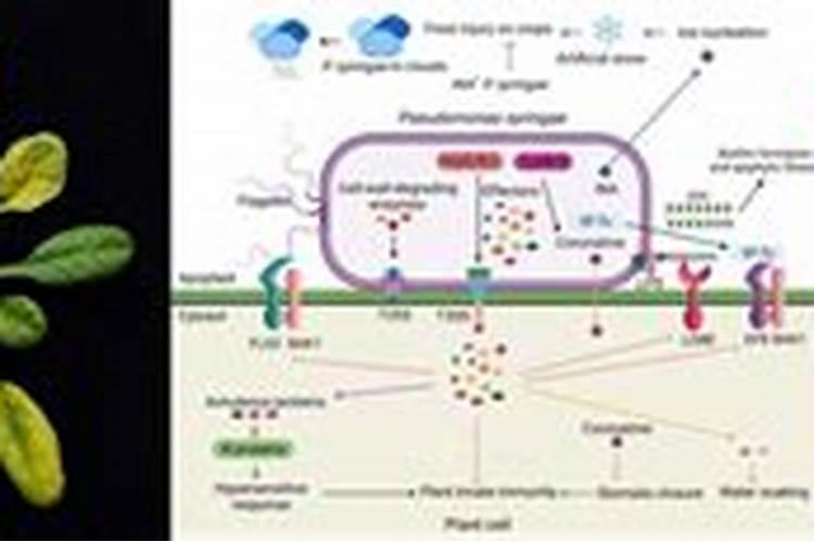 功能性叶面肥(调节剂)都应该怎么用？