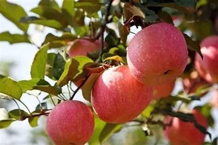 过量给蔬菜洒肥料导致哪些危害？