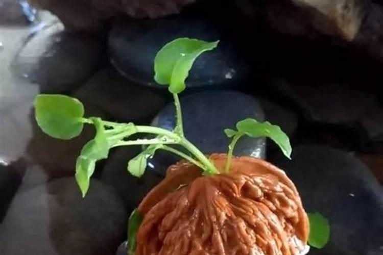 杨梅干旱浇树叶好还是浇地好一点