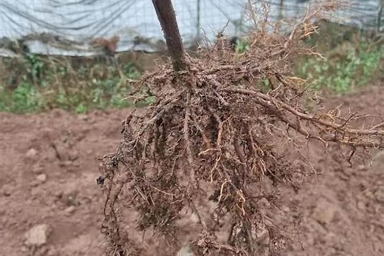 树叶可以做肥料吗