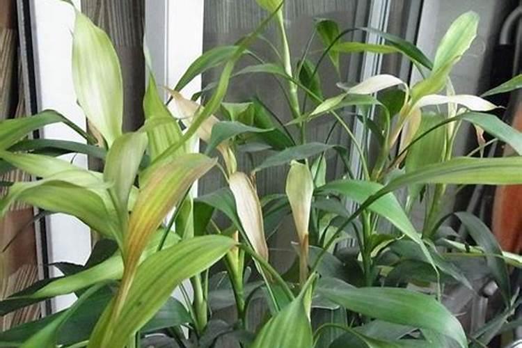 马铃薯种薯怎么处理高产