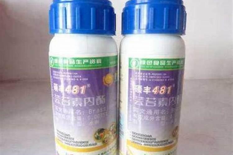 大蒜喷施什么蒜头最大？