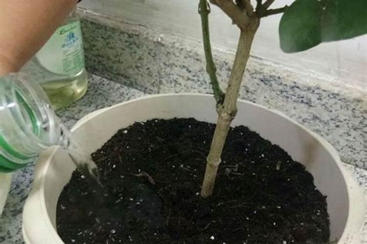 盆栽茉莉花施什么肥会比较好