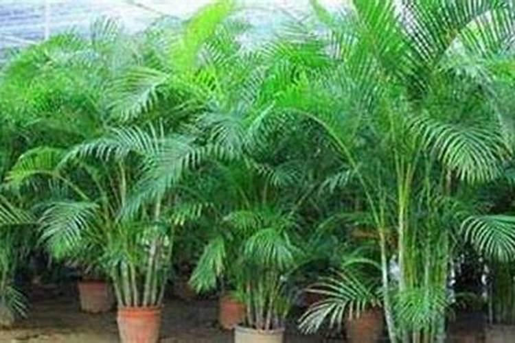 内蒙古有哪些大企业生产加工腐植酸？
