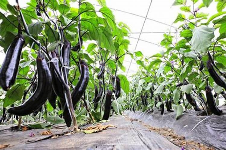 有机肥料优缺点