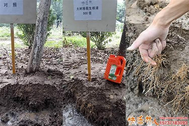 移栽大树如何施肥？