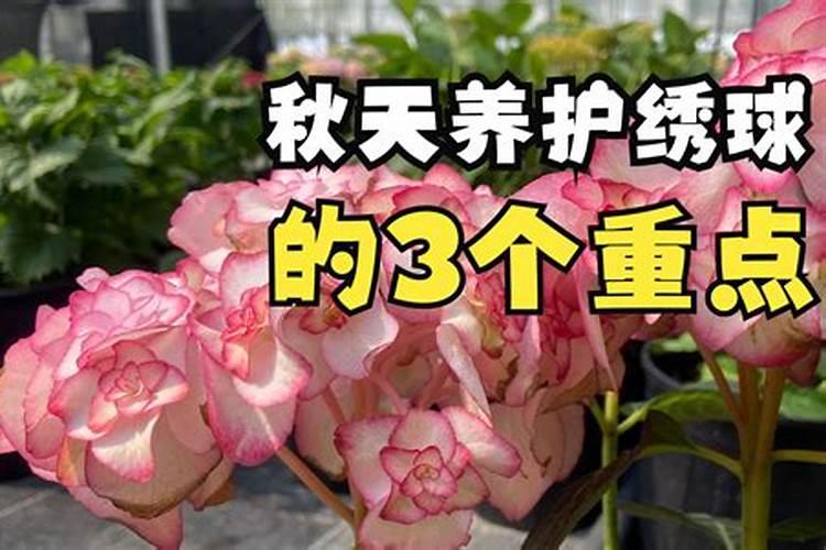 欧月如何施肥