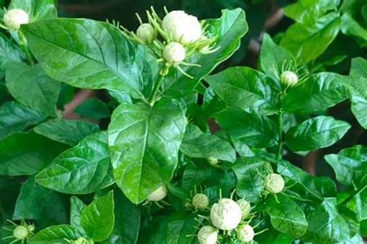 茉莉花施什么肥料最好