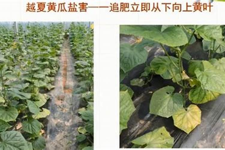 试用什么化肥可以调理盐碱地