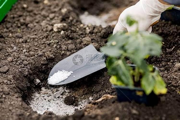给植物施肥什么时间好、绿植施肥用什么肥料