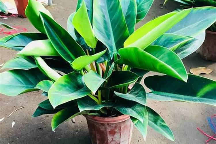 芦荟植物属性