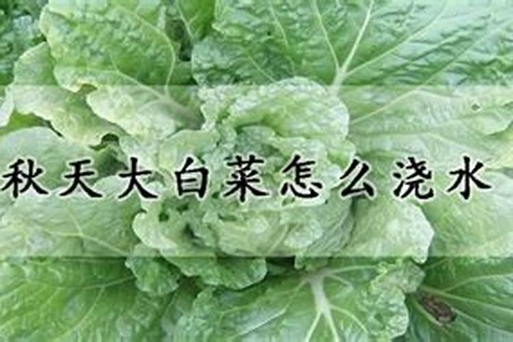 白菜施肥后是否需要直接浇水？怎样做到水肥合理使用？