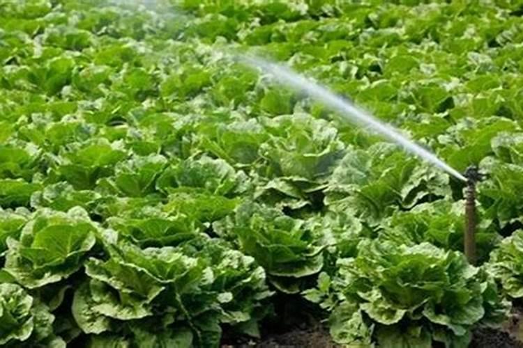 移栽大白菜怎样浇水