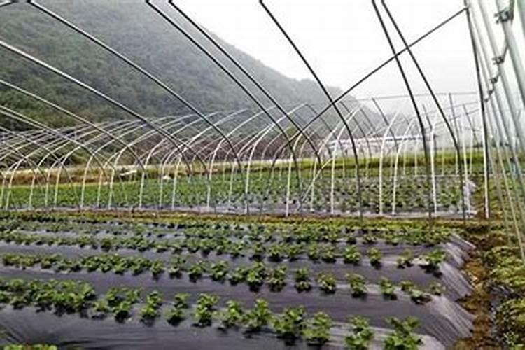 硅肥的作用及使用方法