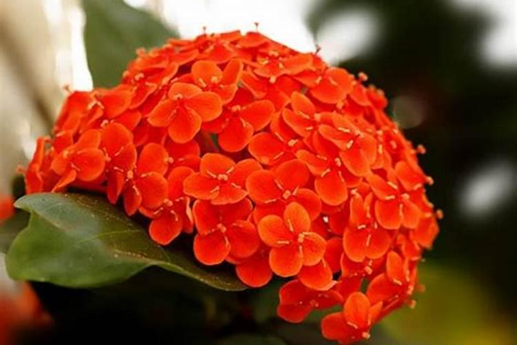 龙船花怎么养殖成活率比较高