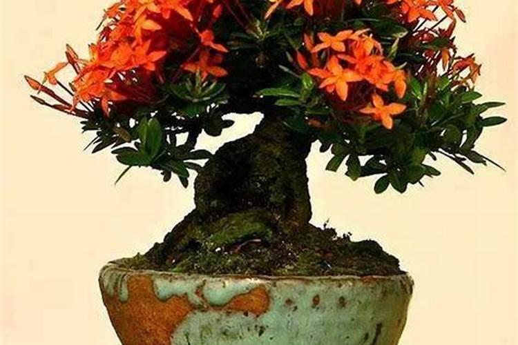 龙船花怎么养
