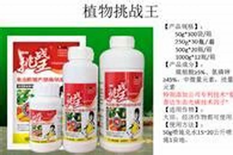圆锥绣球一年只开一次花吗