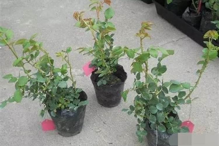 茉莉花用什么浇灌开花更旺