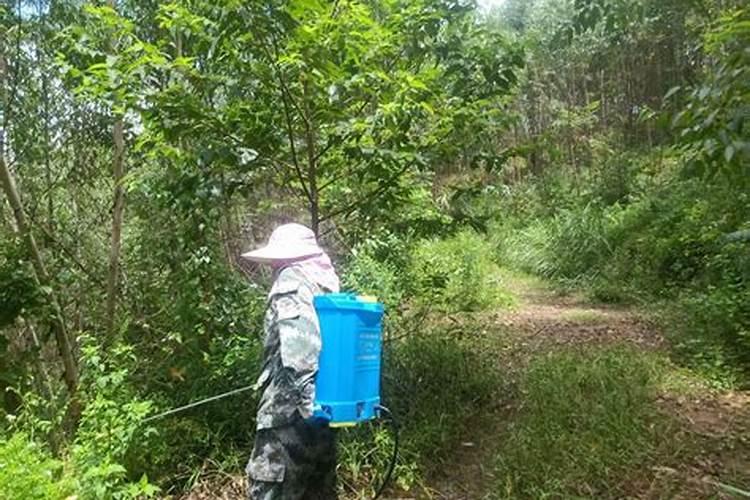 桉树幼苗施什么肥