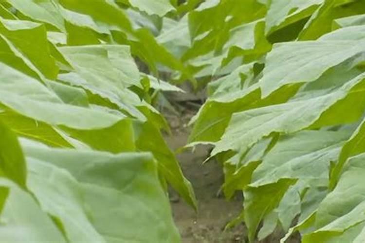 龟甲可以倒啤酒吗？