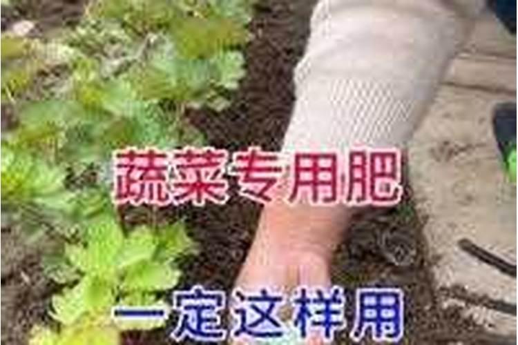 种白菜用什么肥料最好