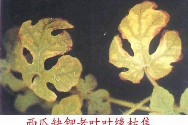 钾肥作物症状