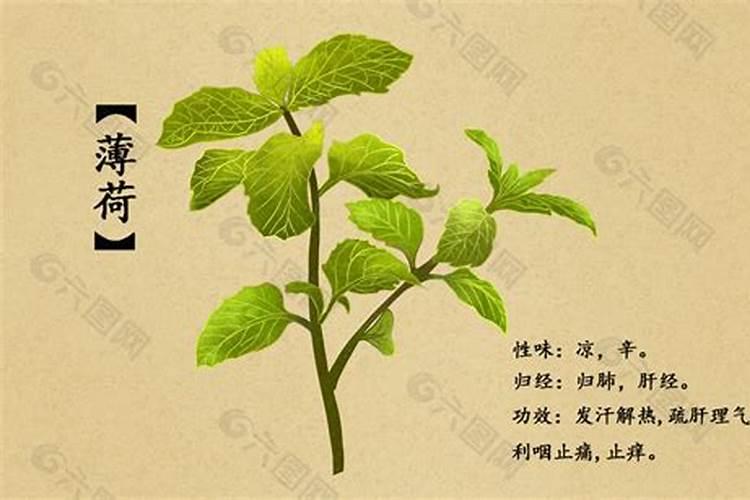 耐水力最强的10种植物,夏天下再大暴雨也不怕!