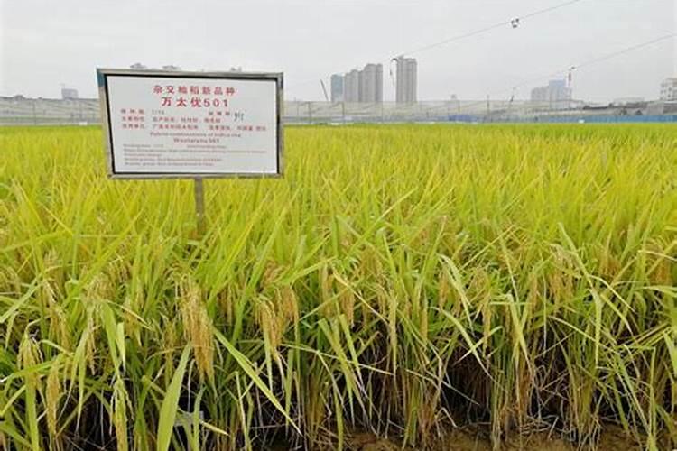水稻叶面肥哪种好 如何正确喷施