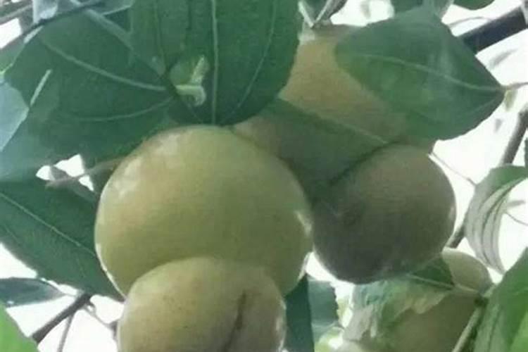 看上去枣子大但是吃一口就发干没有甜度,这是什么原因？
