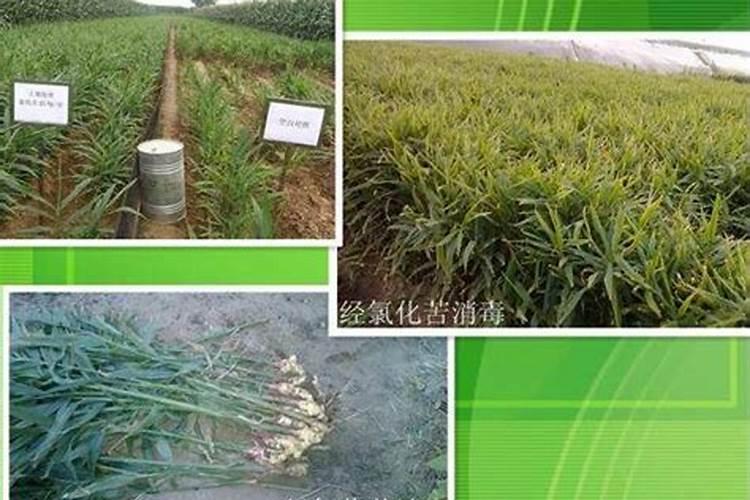 大蒜锈病用什么药