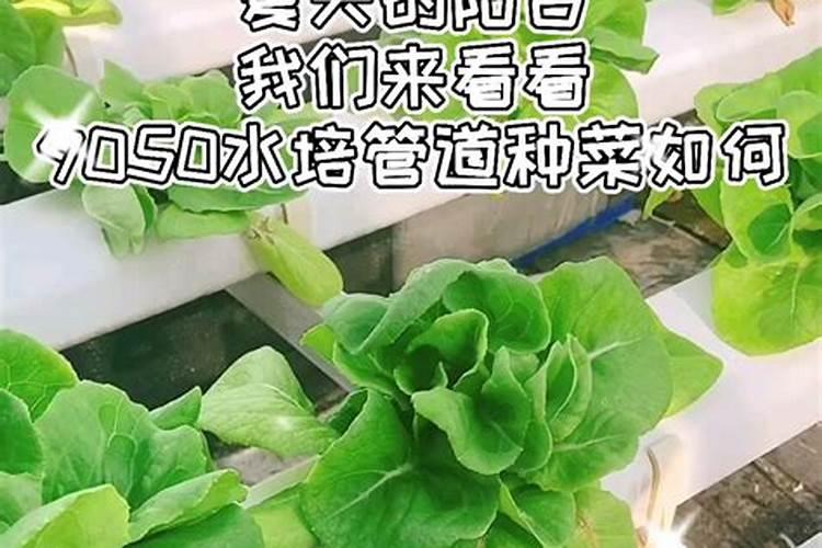 我的草莓苗新叶子一长出来就干枯,求帮忙解一下,为什么？