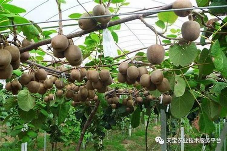 盆栽柠檬喜欢什么肥料