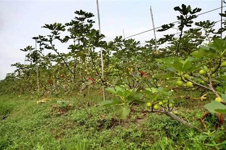无花果喜欢什么肥料,如何施肥才更有利于无花果提高产量质量？