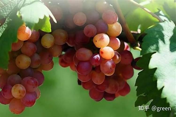 如何让竹子快速生根