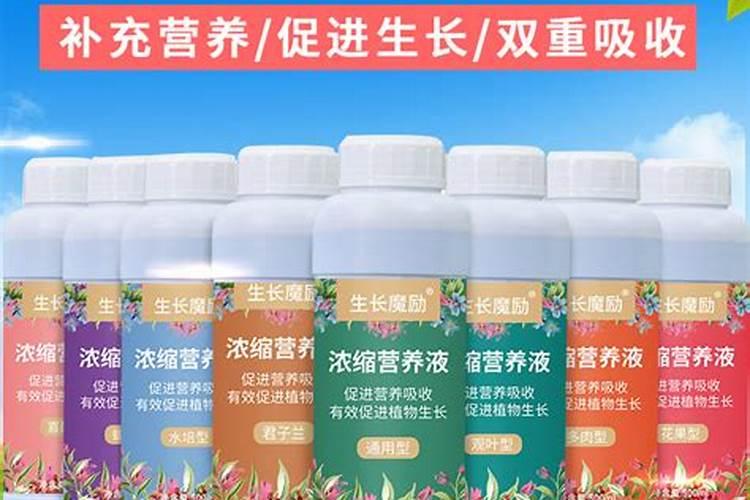 兰花养护最好的肥料