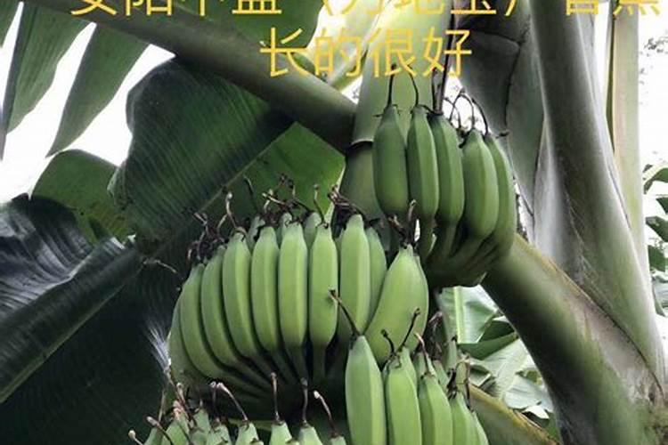 香蕉挂果的时候用什么肥料最好？