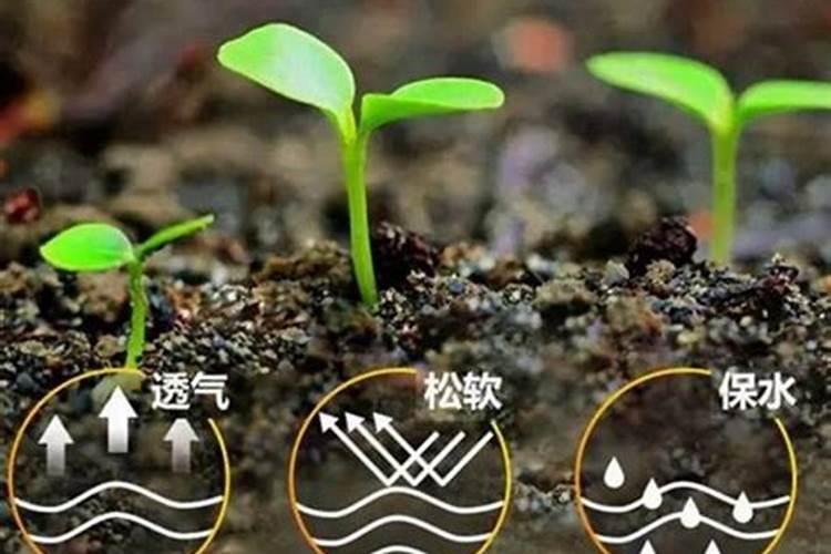 腐植酸肥料的作用和使用方法