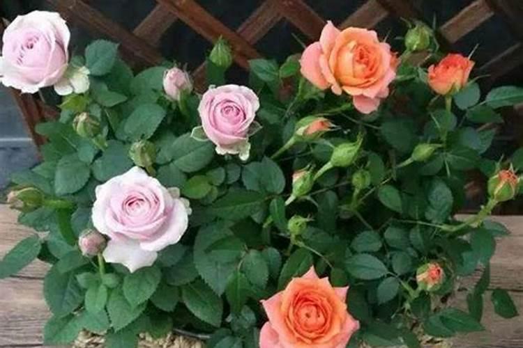 种菜为什么要盖稻草 种菜用什么有机肥