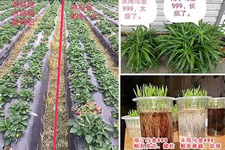红薯秧栽植时秧苗头朝哪面？