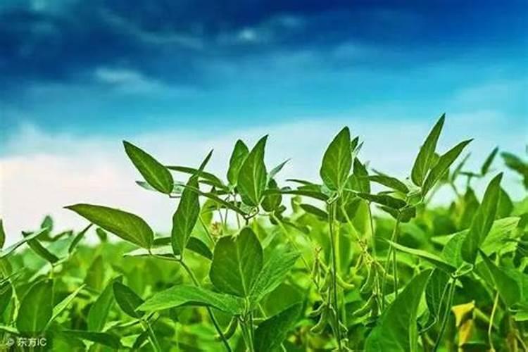 大豆开花期喷施叶面肥和虫子药可不可以？