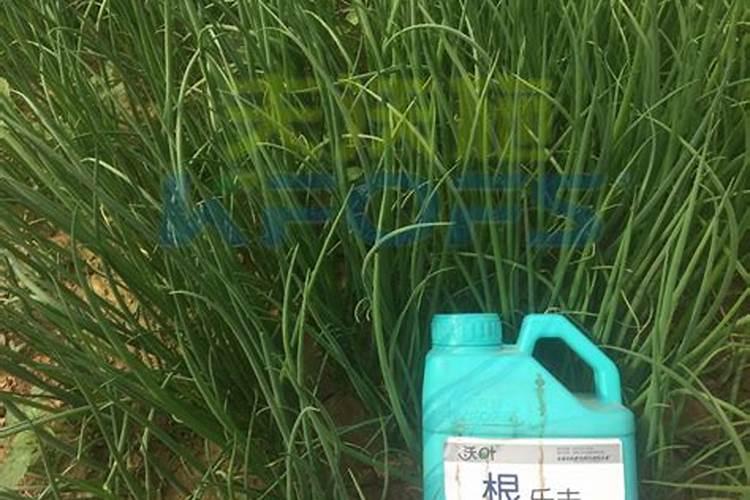 如何自制植物生根剂